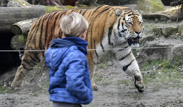 A boy watches a tiger at the reopened zoo in Muenster, Germany, Monday, March 8, 2021. Zoos are allowed to open today after 18 weeks of lockdown due to the coronavirus pandemic. (Photo by Martin Meissner/AP Photo)