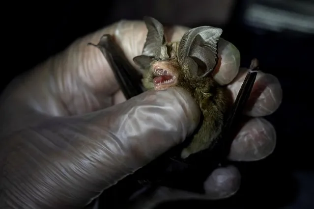 Phillip Alviola, a bat ecologist, holds a bat that was captured from Mount Makiling in Los Banos, Laguna province, Philippines, March 5, 2021. “What we're trying to look into are other strains of coronavirus that have the potential to jump to humans”, said Alviola. “If we know the virus itself and we know where it came from, we know how to isolate that virus geographically”. (Photo by Eloisa Lopez/Reuters)