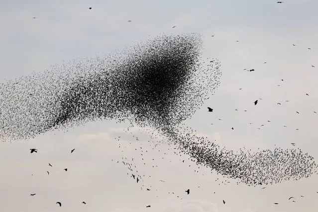 A murmuration of migrating starlings is seen in the sky near the southern Israeli city of Beer Sheva December 31, 2015. (Photo by Amir Cohen/Reuters)