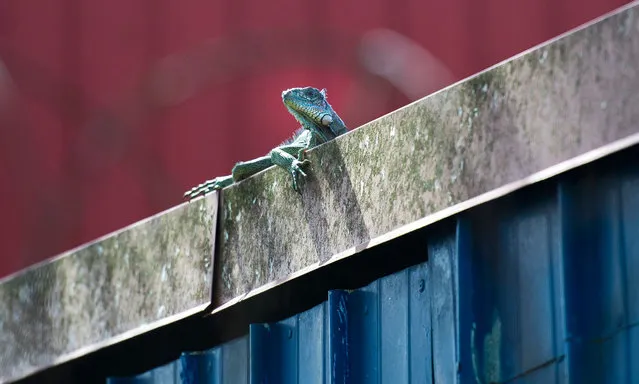 A green iguana (iguana iguana) is seen on the roof of a house, in Fort-de-France, on the French Caribbean island of Martinique, on March 30, 2021. - Green iguanas are an invasive species that do not hesitate to invite themselves into private homes, and threaten the Lesser Antillean iguanas of Martinique. (Photo by Lionel Chamoiseau/AFP Photo)
