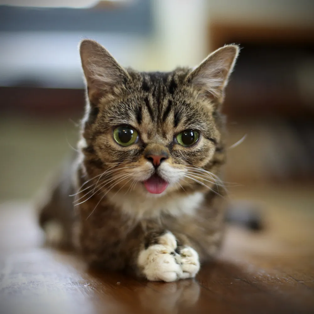 Meet Lil Bub 