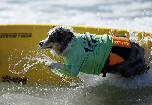 A dog competes in the Surf City surf dog competition in Huntington Beach, California, September 29, 2013. (Photo by Lucy Nicholson/Reuters)
