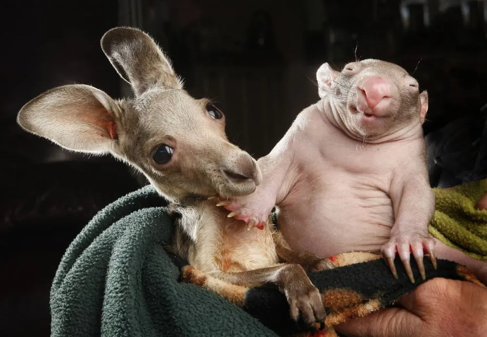 Orphaned Wombat Baby and Kangaroo Joey Are Best Friends