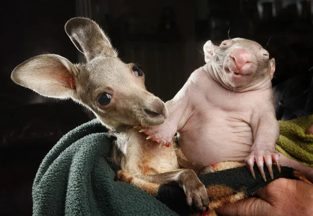 Orphaned Wombat Baby And Kangaroo Joey Are Best Friends