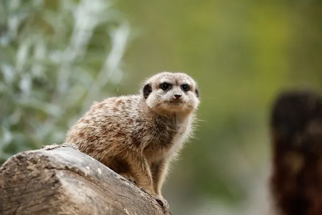 A meerkat (Suricata suricatta) is seen inside an enclosure at the Paris Zoological Park in the Bois de Vincennes before the reopening following the outbreak of the coronavirus disease (COVID-19) in France, May 12, 2021. (Photo by Benoit Tessier/Reuters)