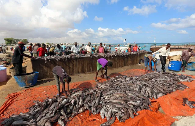 Fishermen prepare fish from their vessels on the shores of the Gulf of Aden in the city of Bosasso, northern Somalia's breakaway Puntland region December 17, 2016. (Photo by Feisal Omar/Reuters)