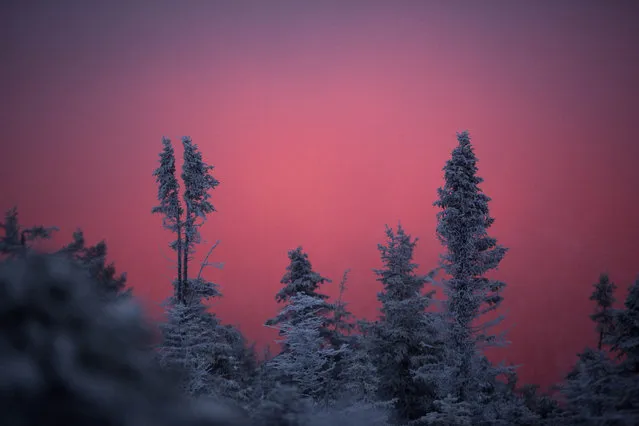 The first light of dawn colors clouds behind snow-covered spruce trees on Little Jackson Mountain, Friday, December 4, 2015, near Weld, Maine. (Photo by Robert F. Bukaty/AP Photo)