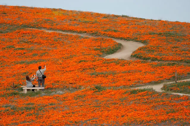 Visitors look at poppies at the Antelope Valley California Poppy Reserve in Lancaster, California, U.S., March 26, 2019. (Photo by Mario Anzuoni/Reuters)