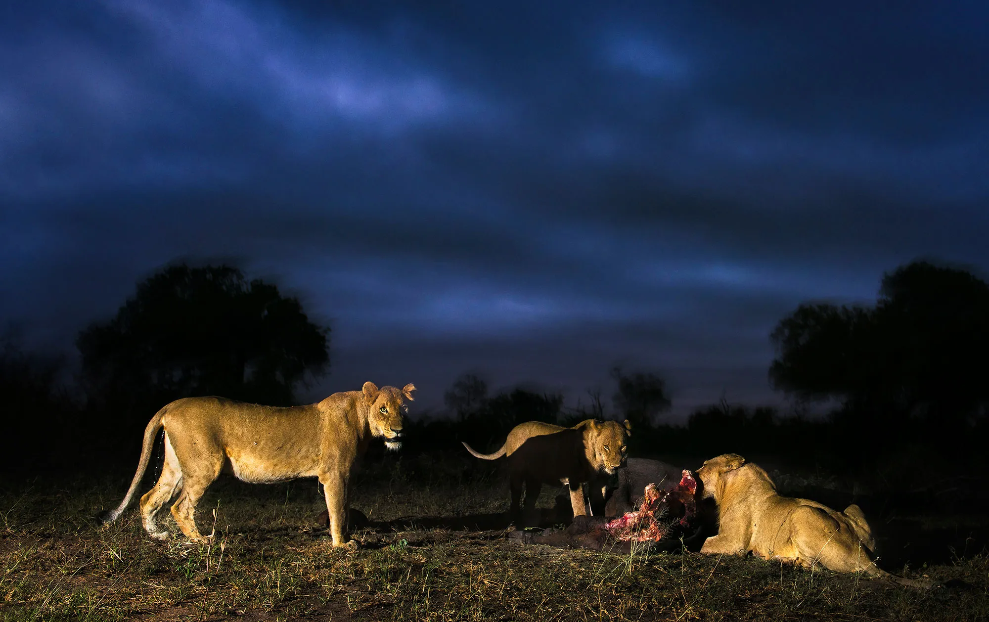 Дикая природа африки. Саванна ночью. Животные ночью. Львы африканской ночи. Африканский Лев.