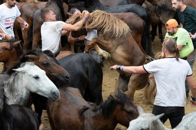 “Rapa das Bestas” celebration in Sabucedo, Galicia, Spain on July 3, 2022. Every year since XVII century, in the small town of Sabucedo, “aloitadores” cut the manes of wild horses. People of Sabucedo go to the mountains near the town to capture the horses and bring them back to celebrate this tradition. When them finishes the cutting of the manes, they set free again the horses in the mountains. (Photo by Tomas Calle/NurPhoto/Rex Features/Shutterstock)