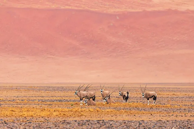 Environmental science runner-up: Mars by Roberto García Roa. These oryx resting in an arid place in Namibia turned the photographer’s mind to the planet Mars. (Photo by Roberto García Roa/University of Valencia/Royal Society Publishing Photography Competition 2018)