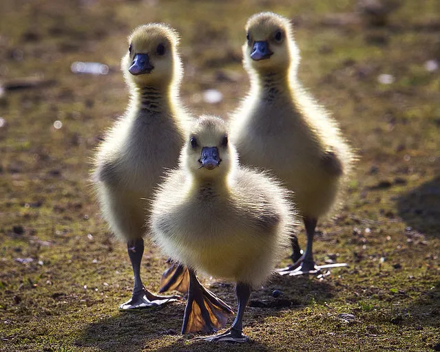 Three goslings walk on a meadow near the river Main in Frankfurt, Germany, on a sunny, April 17, 2018. (Photo by Michael Probst/AP Photo)