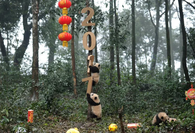 Giant panda cubs play with decorations during an event to celebrate China's Lunar New Year in a research base in Ya'an, Sichuan province, China January 11, 2017. (Photo by Reuters/China Daily)