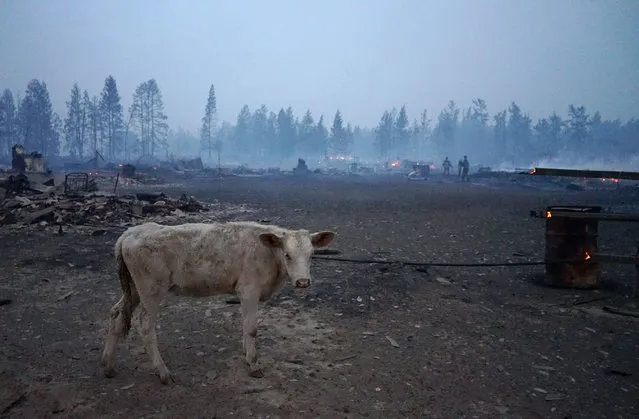 A calf wanders the village of Byas-Kyuyol hit by wildfire in Yakutia, Russia on August 7, 2021. On August 7, a crown fire got past the firebreak and spread to outbuildings due to strong winds. Residents were evacuated to three temporary accommodation facilities in Berdigestyakh. Firefighters managed to save 225 houses, 31 damaged beyond repair. (Photo by Semyon Ryabinin/TASS)