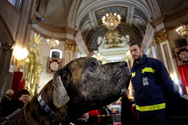 A dog sits during a mass inside San Anton Church in Madrid, Spain, January 17, 2017. (Photo by Juan Medina/Reuters)