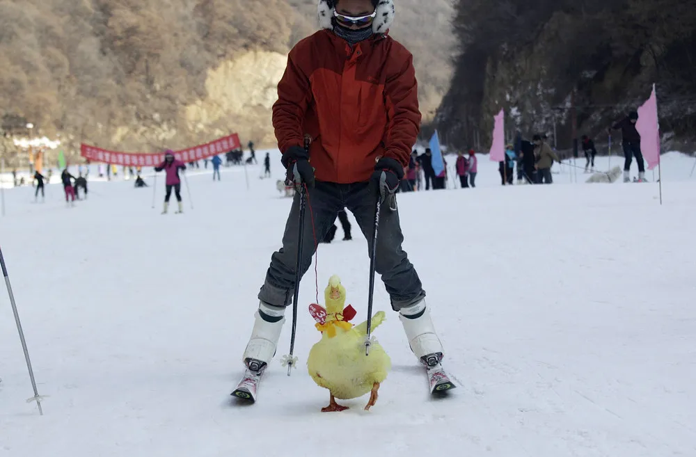 Pets and their Owners Take to the Ski Slopes in China