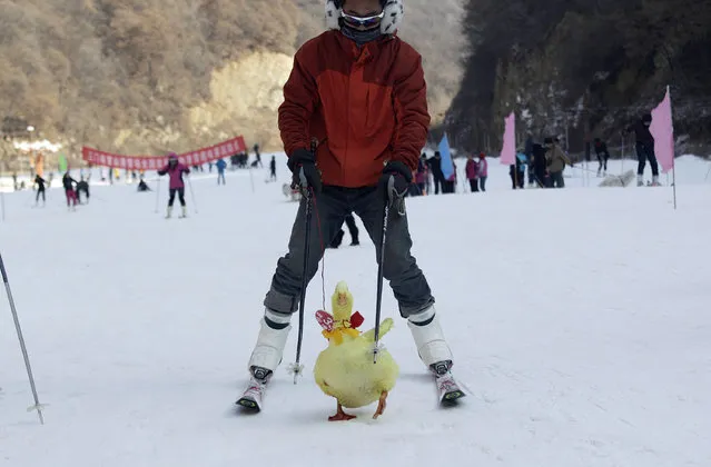 A contestant skis with his pet duck during a skiing with pets competition at a ski resort in Sanmenxia, Henan province, January 12, 2014. (Photo by Reuters/China Daily)