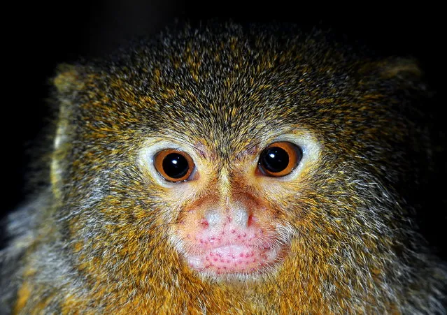 Pygmy Marmoset - The Smallest Monkey