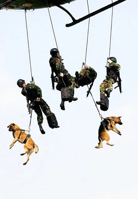 Soldiers with dogs from the Armed Special Forces descend by rope from a helicopter during an anti-terror drill in Jakarta, 20 October 2003. (Photo by Bay Ismoyo/AFP Photo)