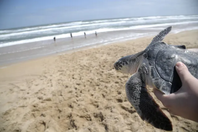 A Kemp's ridley turtle is carried to the waters of the Atlantic Ocean during a turtle release by staff members of the National Aquarium Wednesday, March 20, 2019, in New Smyrna Beach, Fla. The turtles became trapped by cooling waters in New England and were rehabilitated before being returned to the warmer waters of Florida. (Photo by Phelan M. Ebenhack/AP Photo)