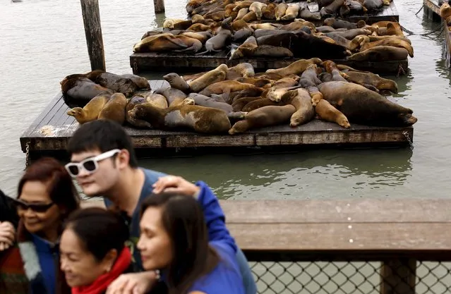 People pose for photographs at Pier 39 in front of a floating dock crowded with sea lions in San Francisco, California May 4, 2015. (Photo by Robert Galbraith/Reuters)