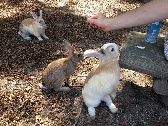 Rabbit Island in Japan