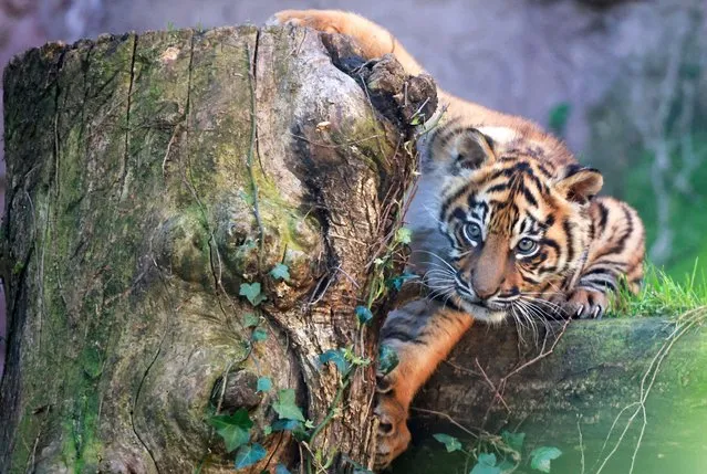 Kala, a Sumatran tiger cub born on December 1, 2023, looks on as it is being presented to the public for the first time, at Bioparco Zoo in Rome, Italy, on March 7, 2024. Picture taken through a glass. (Photo by Yara Nardi/Reuters)