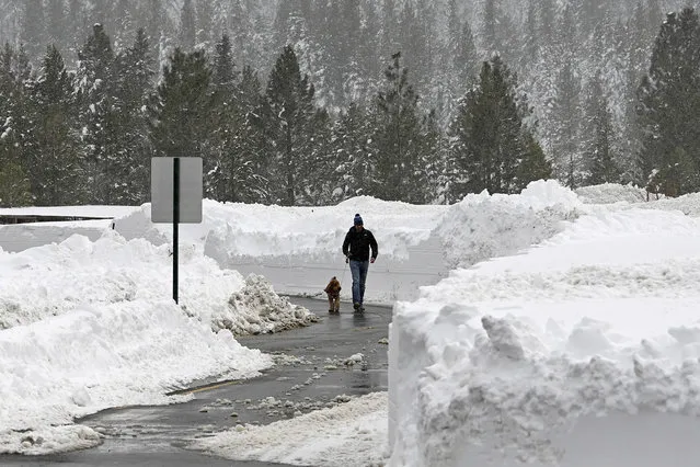 A person walks a dog in the Donner Lake neighborhood on Monday, March 4, 2024, in Truckee, Calif. A powerful blizzard that closed highways and ski resorts had moved through the Sierra Nevada by early Monday, but forecasters warned that more snow was on the way for the Northern California mountains. (Photo by Andy Barron/AP Photo)