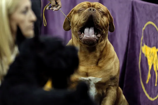 A Dogue de Bordeaux yawns on the sidelines during judging in the Working Group at the 141st Westminster Kennel Club Dog Show at Madison Square Garden in New York City, U.S., February 14, 2017. (Photo by Mike Segar/Reuters)