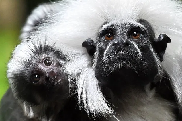 A baby cotton top Tamarin (L) clings on its mother at Wildlife Reserves Singapore zoo on February 15, 2017. Jurong Bird Park, Night Safari, River Safari and Singapore Zoo have reported over 600 animal births and hatchings in 2016, and among them are highly threatened Southeast Asian animals. (Photo by Roslan Rahman/AFP Photo)
