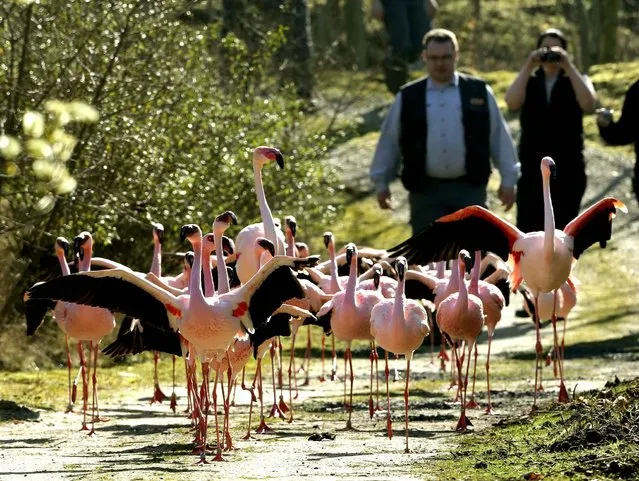 Flamingos leave their winter habitat at the Zoom Erlebniswelt park in Gelsenkirchen, Germany, 8 March 2014. After four months in the winter camp zookeepers have led their animals to the outdoor enclosures. (Photo by Roland Weihrauch/AFP Photo/DPA)