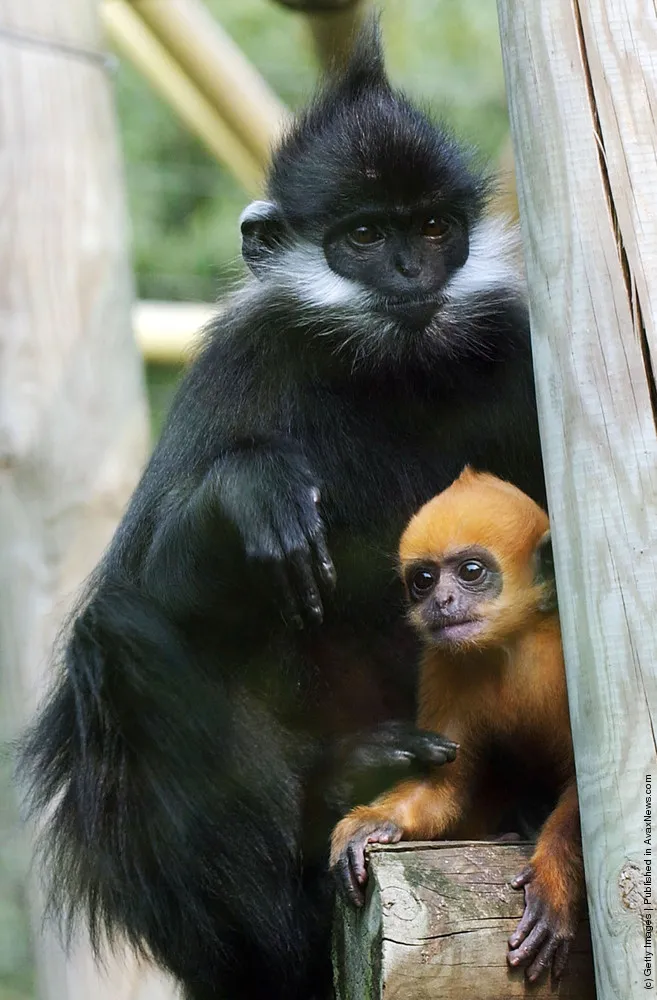 Francois' Langur