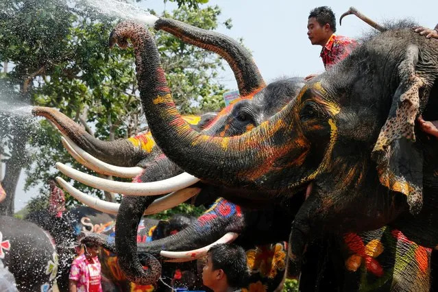 Elephants spray people with water in celebration of the Songkran water festival in Thailand's Ayutthaya province, north of Bangkok, April 11, 2016. (Photo by Jorge Silva/Reuters)