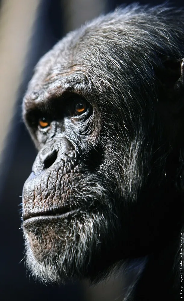 Chimpanzee: A Photo Session