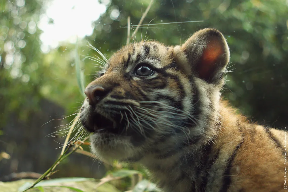 Tiger Triplets Debut At Taronga Zoo