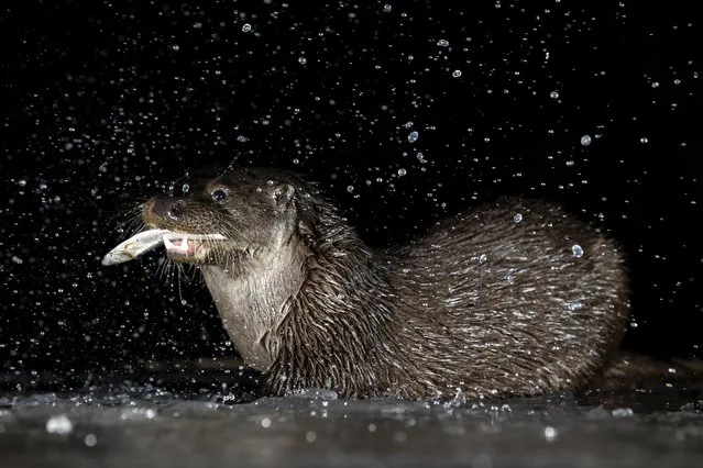 A wild otter shakes off water from its fur while hunting for fish in a pond in Kirkcudbright, a harbour town on the Solway coast in Scotland in January 2022. (Photo by Brian Matthews/Animal News Agency)