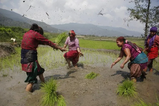 Nepalese farmers play with sludge as they plant paddy saplings in a field on the outskirts of Kathmandu, Nepal, Tuesday, June 30, 2015. (Photo by Niranjan Shrestha/AP Photo)