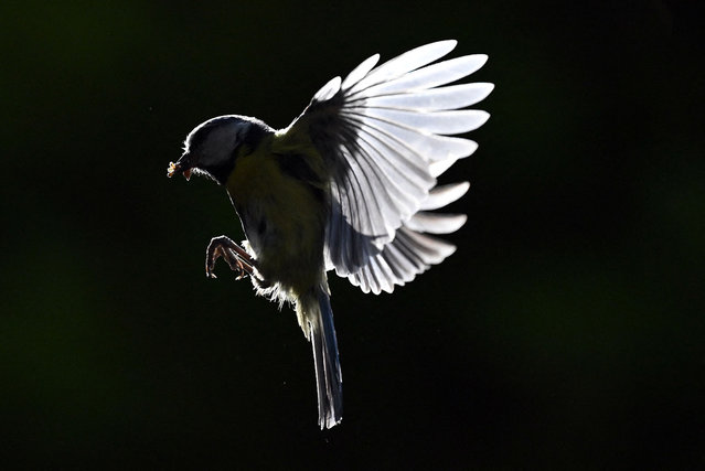 A Blue Tit arrives in its nest in Portslade, southern England on May 20, 2024. (Photo by Glyn Kirk/AFP Photo)