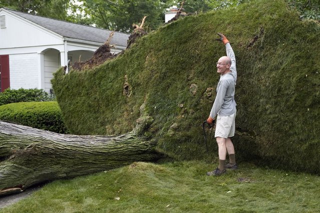 Alan Study stands next to his fallen tree as a neighbor photographs the size comparison, Friday, June 21, 2024, in Beverly Hills, Mich. (Photo by Carlos Osorio/AP Photo)