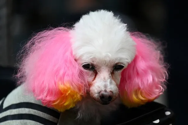A dog with ears colored in pink is pictured in the city of Beppu, near Oita, know for its hot springs (Onsen) in on September 23, 2019. The Japan 2019 Rugby World Cup is taking place in Japan from September 20, 2019 to November 2, 2019. (Photo by Gabriel Bouys/AFP Photo)