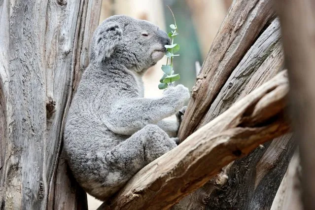 Koala Oobi-Oobie sits with a eucalyptus branch in his mouth in a tree in the new Koala House at the zoo in Leipzig, Germany, 12 May 2016. The Koala House was set up in the heritage-protected former primate house for 1.5 million euros. Leipzig is the third zoo in Germany with the Australian marsupials. Zoo Director Junhold is aiming to breed koalas in Leipzig. (Photo by Jan Woitas/EPA)