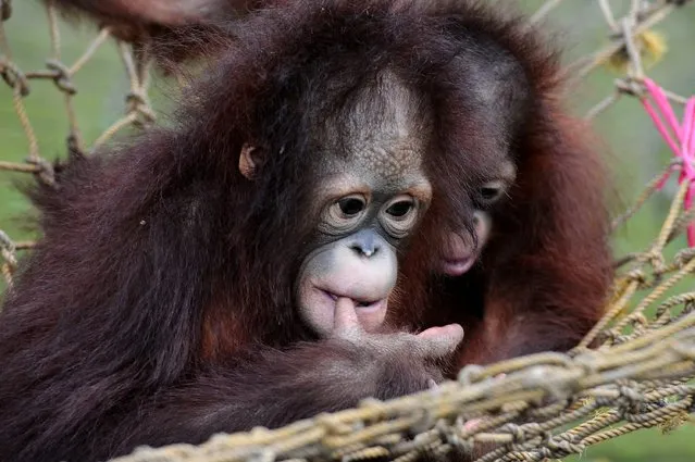 Damai and Rizki, orphaned Bornean orang utan play courtyard at Surabaya Zoo as they prepare to be released into the wild on May 19, 2014 in Surabaya, Indonesia. The two baby orangutans, brothers, were found in Kutai National Park in a critical condition having been abandoned by their mother on May 14, 2014. (Photo by Robertus Pudyanto/Getty Images)