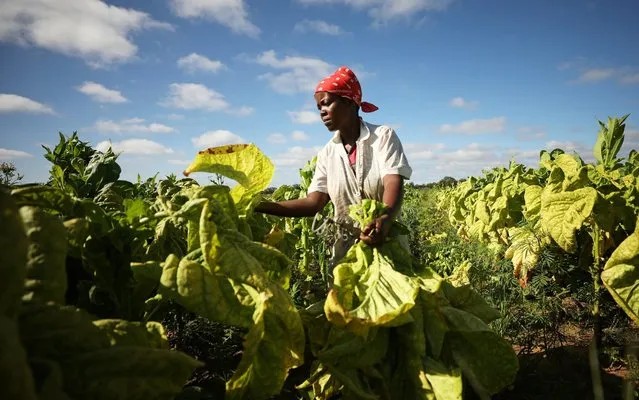 A woman harvests tobacco at a farm outside Harare, Zimbabwe, February 20, 2019. (Photo by Mike Hutchings/Reuters)