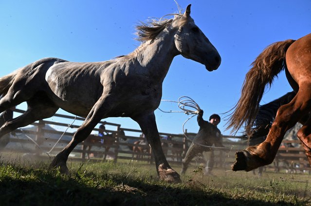 A participant competes in an untrained horse riding competition during the traditional El-Oyin festival in the Oybok tract in the Altai Republic, Russia on July 12, 2024. (Photo by Alexey Malgavko/Reuters)