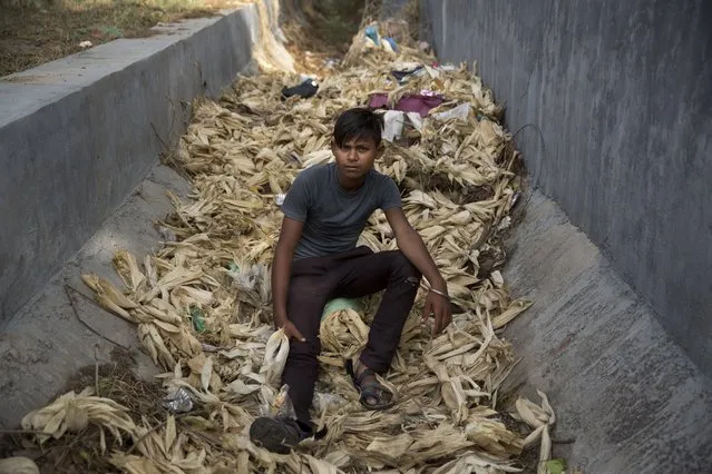 In this Thursday June 8, 2017 photo, Indian boy Brijesh, who claims to be 16 year old but doesn't know his birthday, poses for a photo as he sits on corn stalks next to a busy expressway in Noida, India. (Photo by Tsering Topgyal/AP Photo)