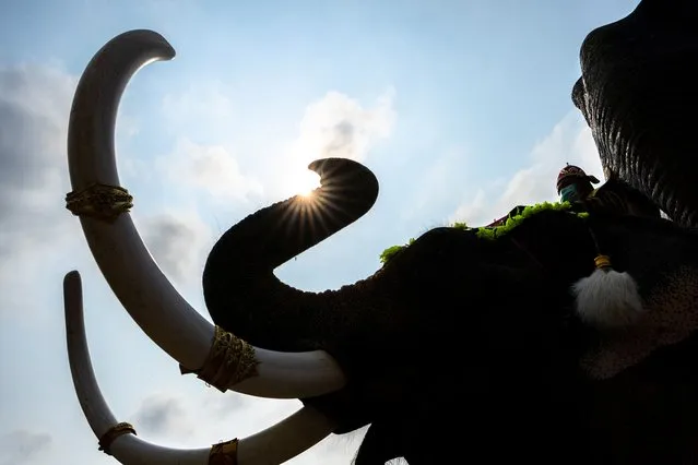 A mahout rides an elephant during Thailand's National Elephant Day celebration at Nong Nooch Tropical Garden in Pattaya, Thailand, March 13, 2022. (Photo by Athit Perawongmetha/Reuters)