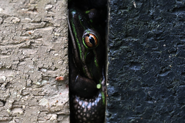 This picture taken on August 13, 2024 shows a green and golden frog, an endangered specie, hiding between bricks inside a sauna at the research center of Macquarie University in Sydney. Hundreds of endangered Green and Golden Bell frogs huddle inside a sauna, protected from Sydney's winter chill. The sauna – a small greenhouse containing black-painted bricks – may offer a pleasant warmth, but it is also protecting the frogs from the deadly chytrid fungus that would otherwise drive them to extinction. (Photo by Saeed Khan/AFP Photo)