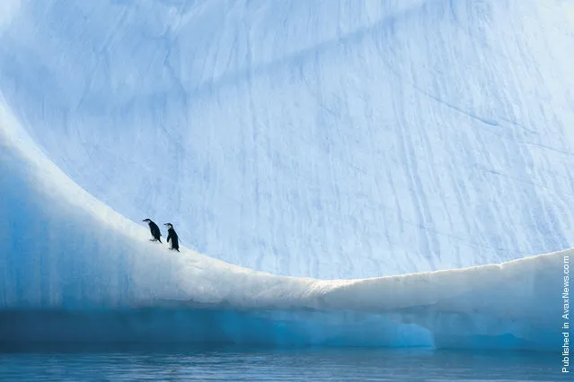 Young chinstrap penguins resting on an ice floe at the Anvers Island, Antarctica