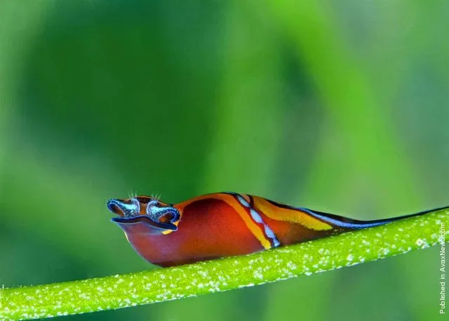 A vibrant orange headshield sea slug on a brilliant background of green seagrass