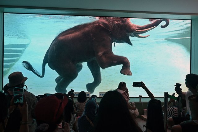 A captive elephant is made to swim for visitors at Khao Kheow Open Zoo in Chonburi province, Thailand on September 15, 2024. (Photo by Lillian Suwanrumpha/AFP Photo)